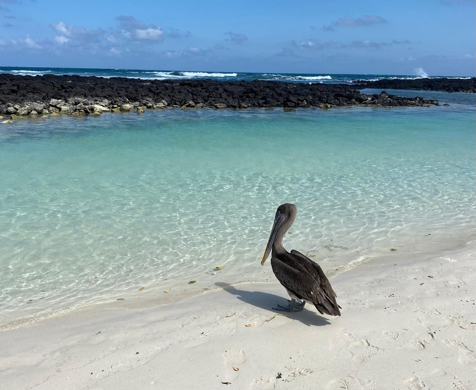 Pellican au bord de l'eau au Galapagos